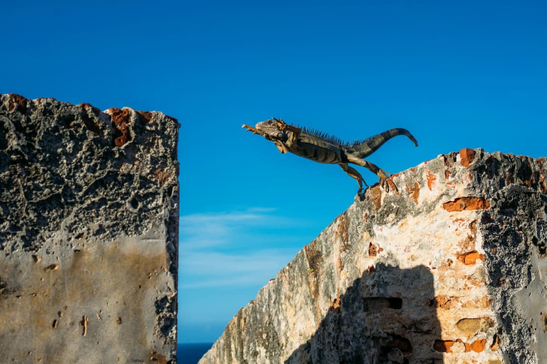 Lizard taking a leap of faith